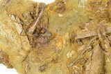 Fossil Dinosaur Bones & Tendons in Sandstone - Wyoming #292578-2